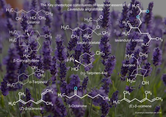 Pure Lavender Essential Oil - Image 4