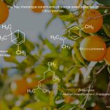 Pure Orange Essential Oil - Image 4