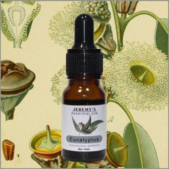 Pure Eucalyptus Essential Oil - Image 2