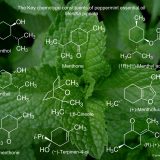 Pure Peppermint Essential Oil. - Image 4
