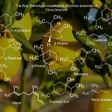 Pure Lemon Essential Oil - Image 4