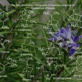 Pure Rosemary Essential Oil - Image 4