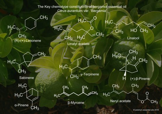 Pure Bergamot Essential Oil - Image 4